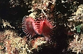 27 Serpula vermicularis